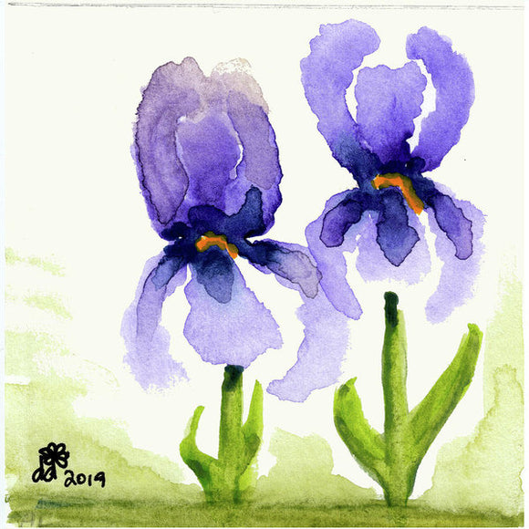 Two Irises White Background  - Art Print